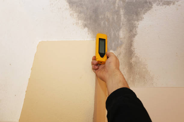 Mold Remediation for Vacation Homes in Palisade, CO
