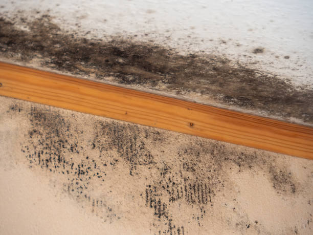Best Mold Remediation for Vacation Homes  in Palisade, CO