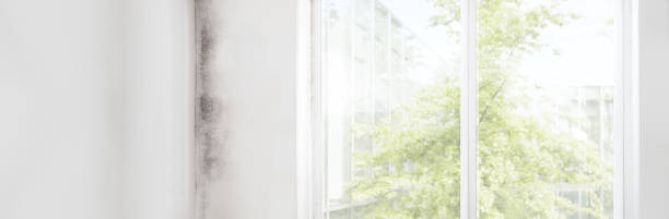 Best Mold Documentation for Insurance Claims  in Palisade, CO