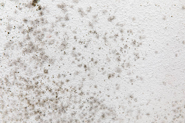 Biohazard Mold Removal in Palisade, CO